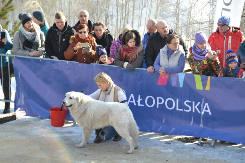 Wystawa owczarków podhalańskich w Bukowinie Tatrzańskiej