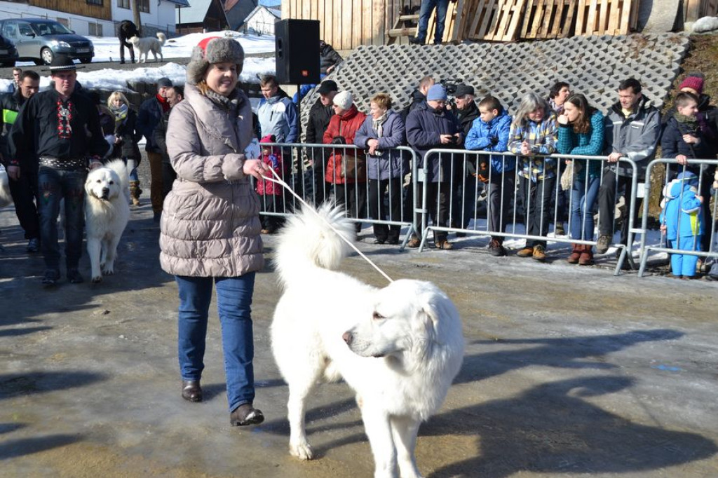 Wystawa owczarków podhalańskich w Bukowinie Tatrzańskiej