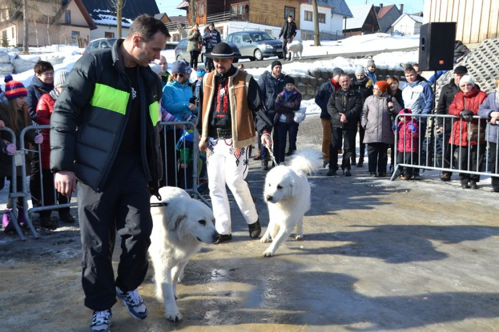Wystawa owczarków podhalańskich w Bukowinie Tatrzańskiej