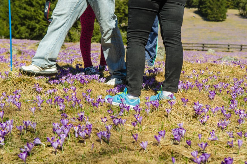 Szafranowe łowy w Dolinie Chochołowskiej