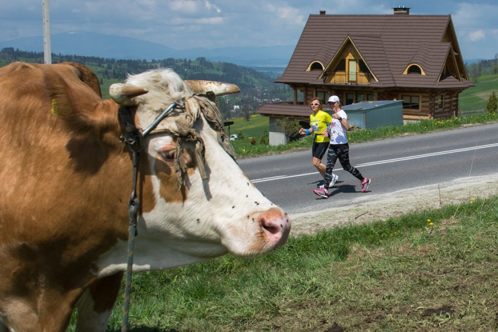 Przebiegli Maraton Podhalański