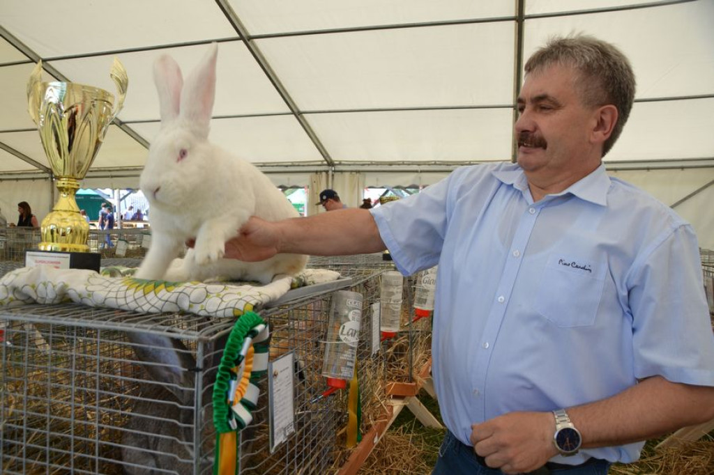 Wystawa zwierząt hodowalnych w Ludźmierzu