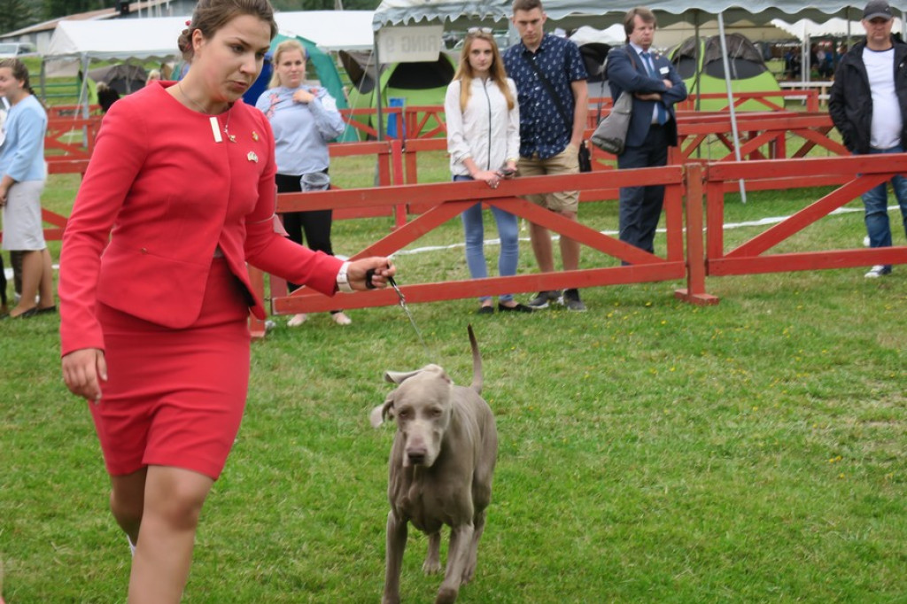 V. Międzynarodowa Wystawa Psów Rasowych