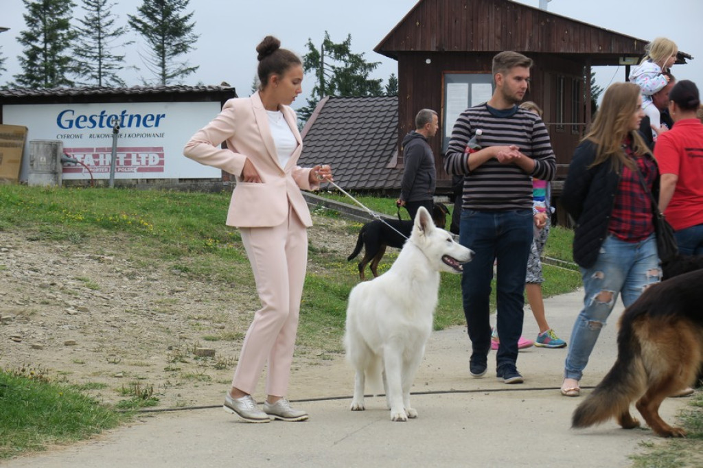 V. Międzynarodowa Wystawa Psów Rasowych