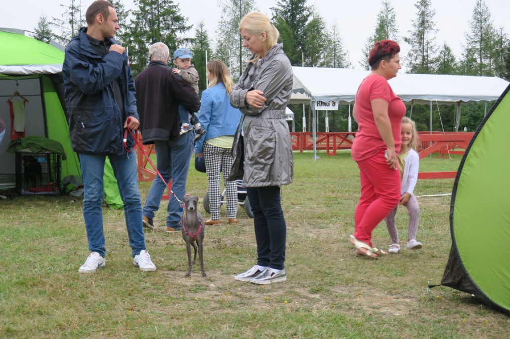 V. Międzynarodowa Wystawa Psów Rasowych