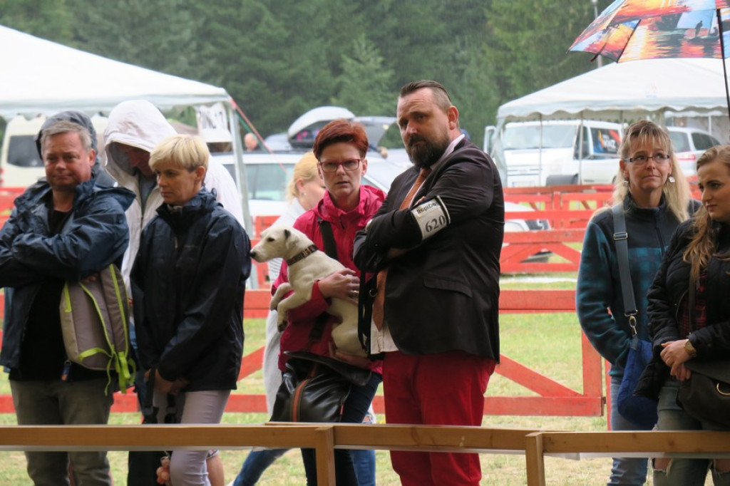 V. Międzynarodowa Wystawa Psów Rasowych