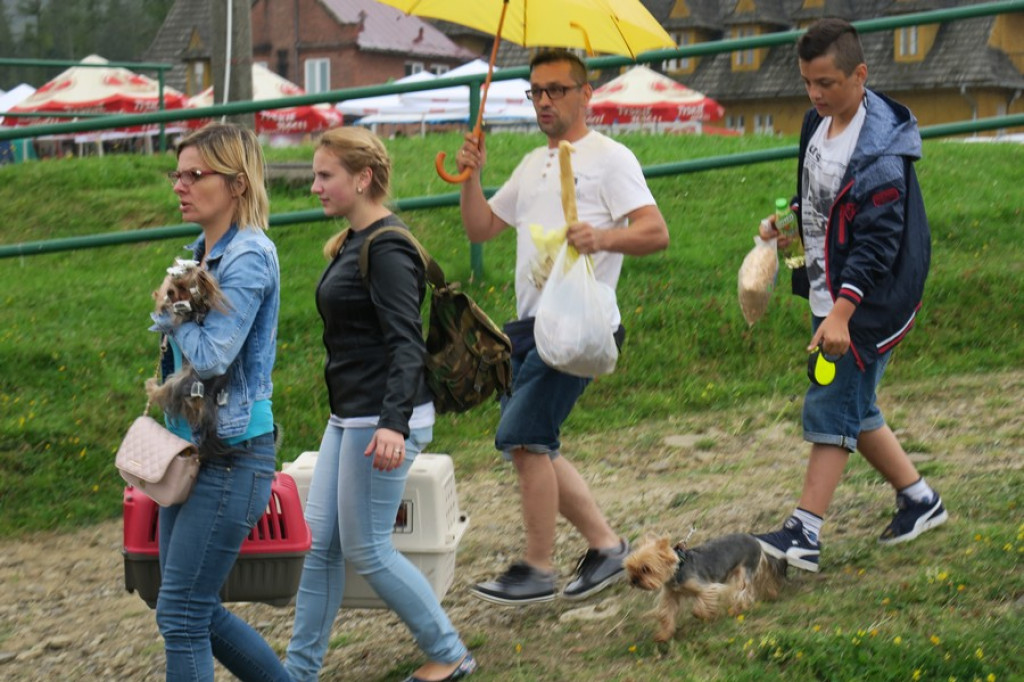 V. Międzynarodowa Wystawa Psów Rasowych
