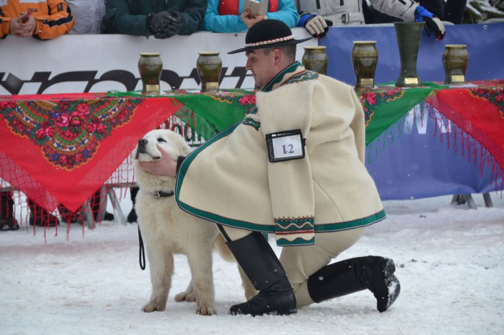 Najpiękniejsze owczarki