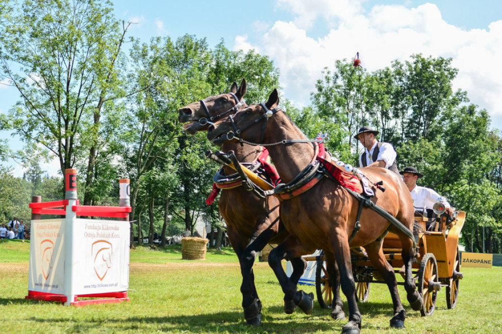 Na początek festiwalu zawody w powożeniu