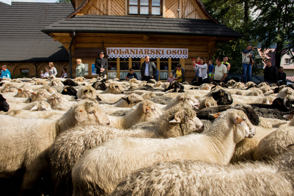 Polaniarski Osod
