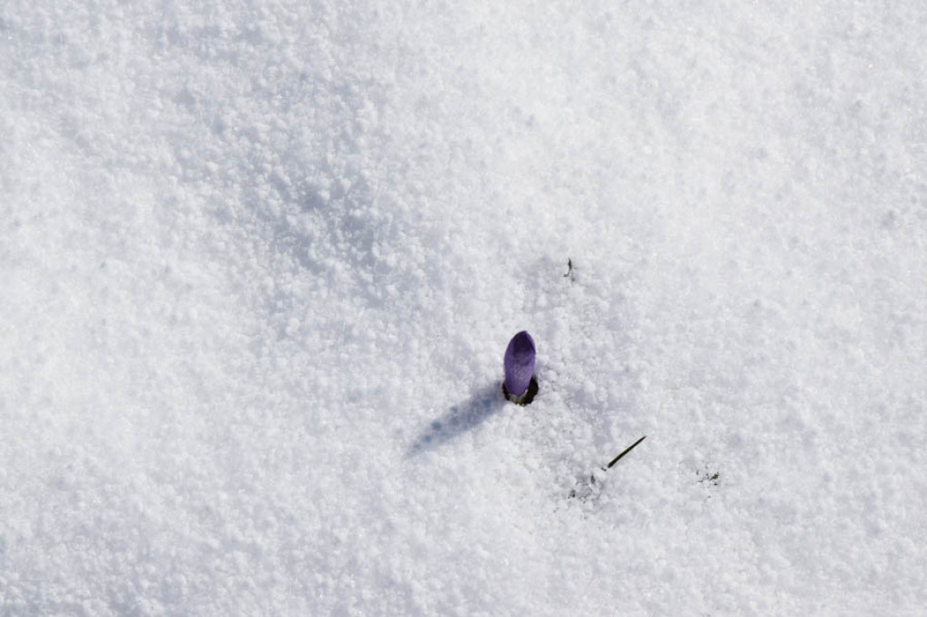 Pogoda jak z bajki, a krokusy walczą ze śniegiem