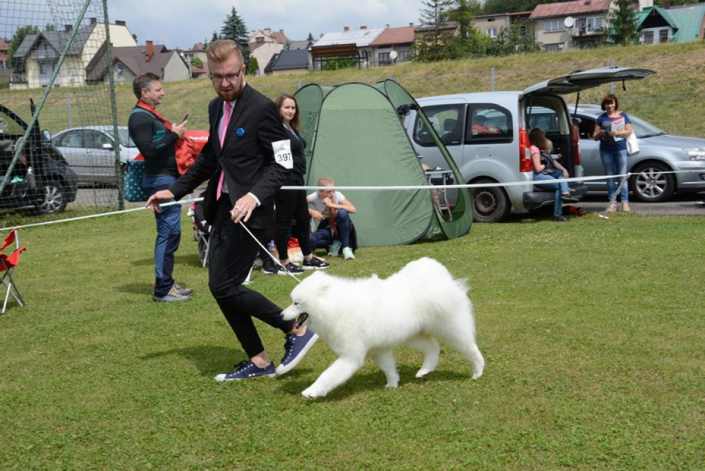 Psie piękności
