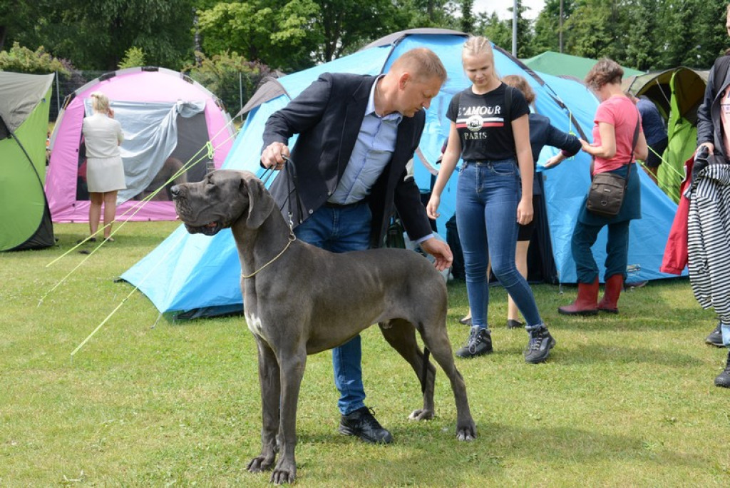 Psie piękności