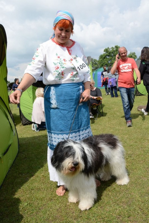 Psie piękności