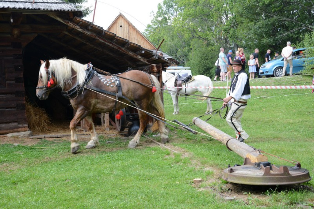 Święto borówki