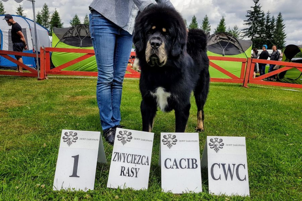 Czworonogi na konkursie piękności