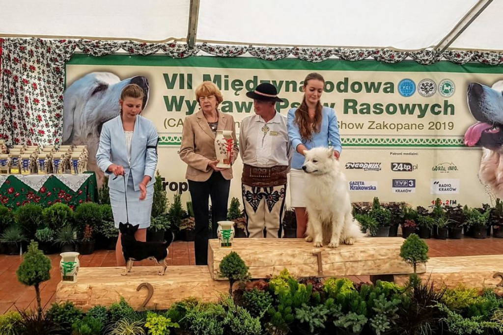 Czworonogi na konkursie piękności