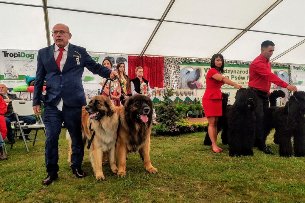 Czworonogi na konkursie piękności