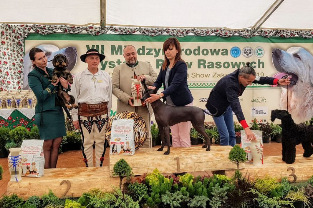 Czworonogi na konkursie piękności