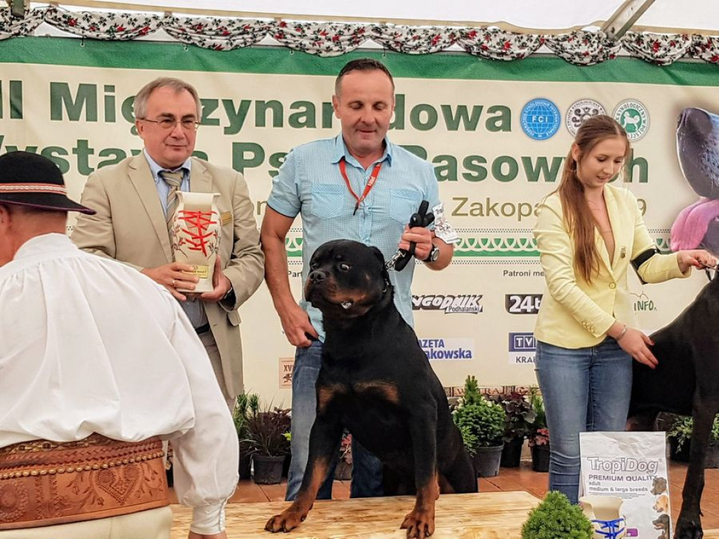 Czworonogi na konkursie piękności