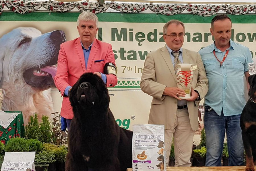 Czworonogi na konkursie piękności