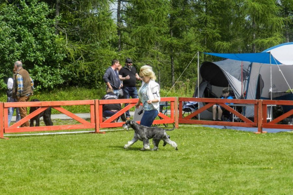 Czworonogi na konkursie piękności