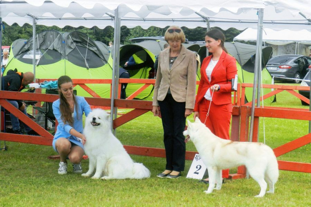 Czworonogi na konkursie piękności
