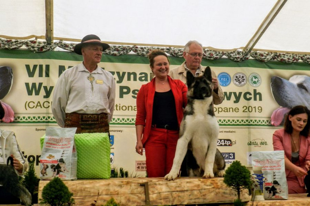 Czworonogi na konkursie piękności