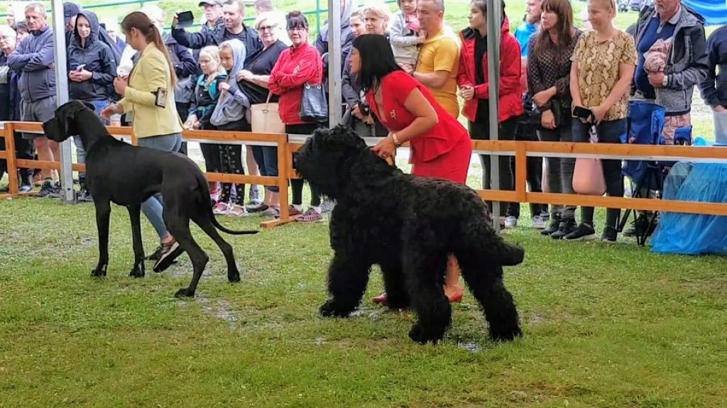 Czworonogi na konkursie piękności