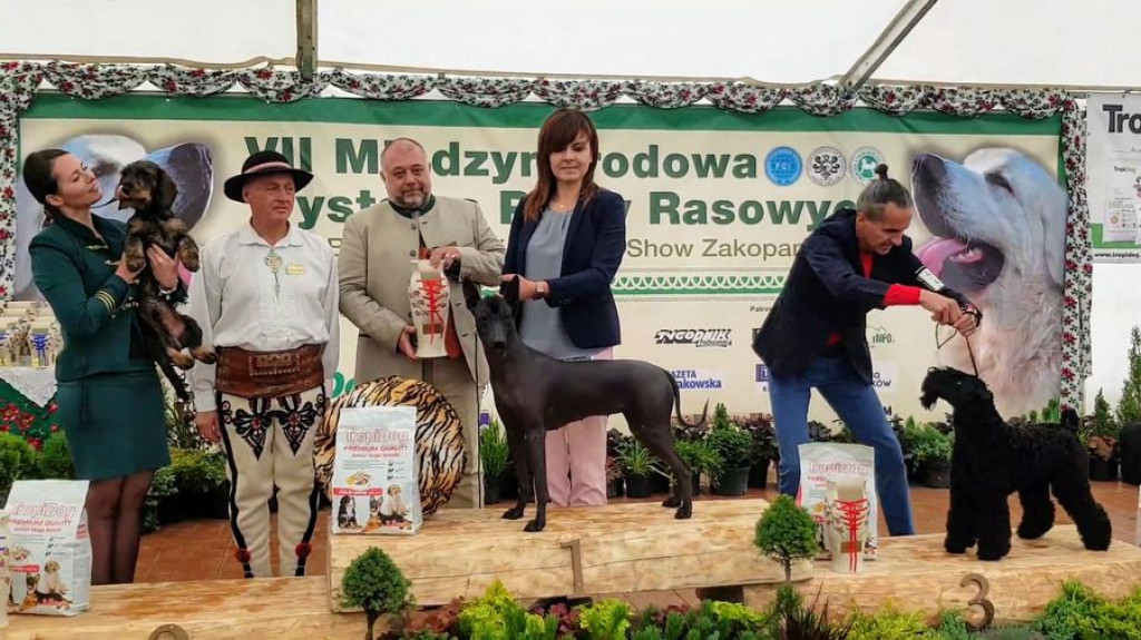 Czworonogi na konkursie piękności