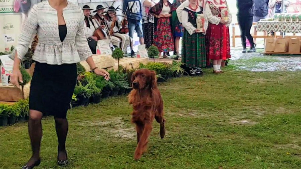 Czworonogi na konkursie piękności