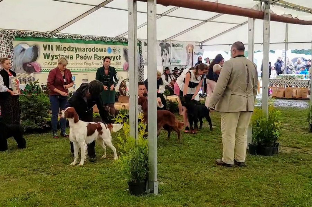 Czworonogi na konkursie piękności