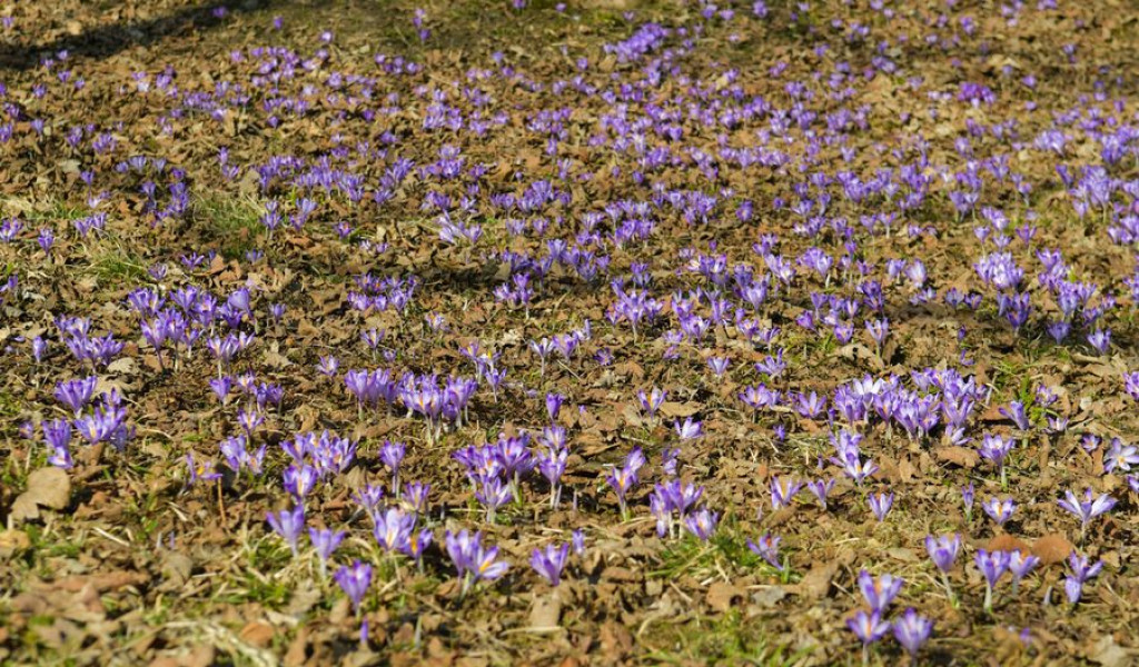 Krokusy na Harendzie