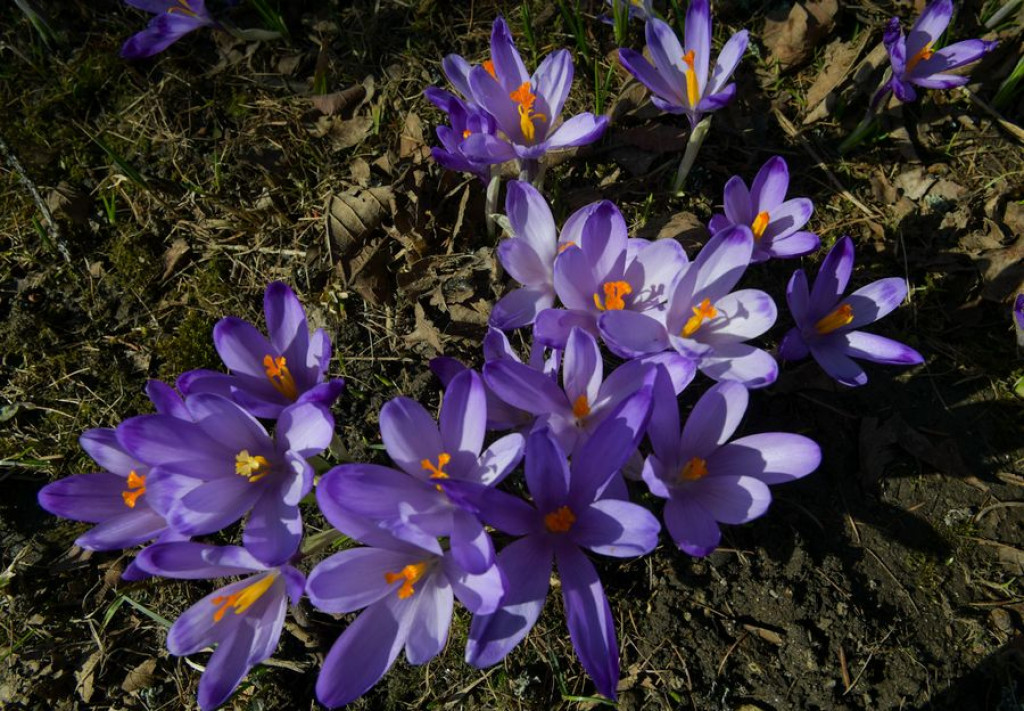 Krokusy na Harendzie