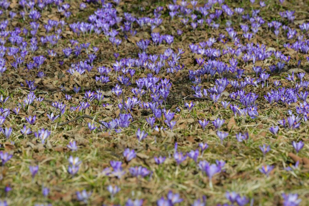 Krokusy na Harendzie