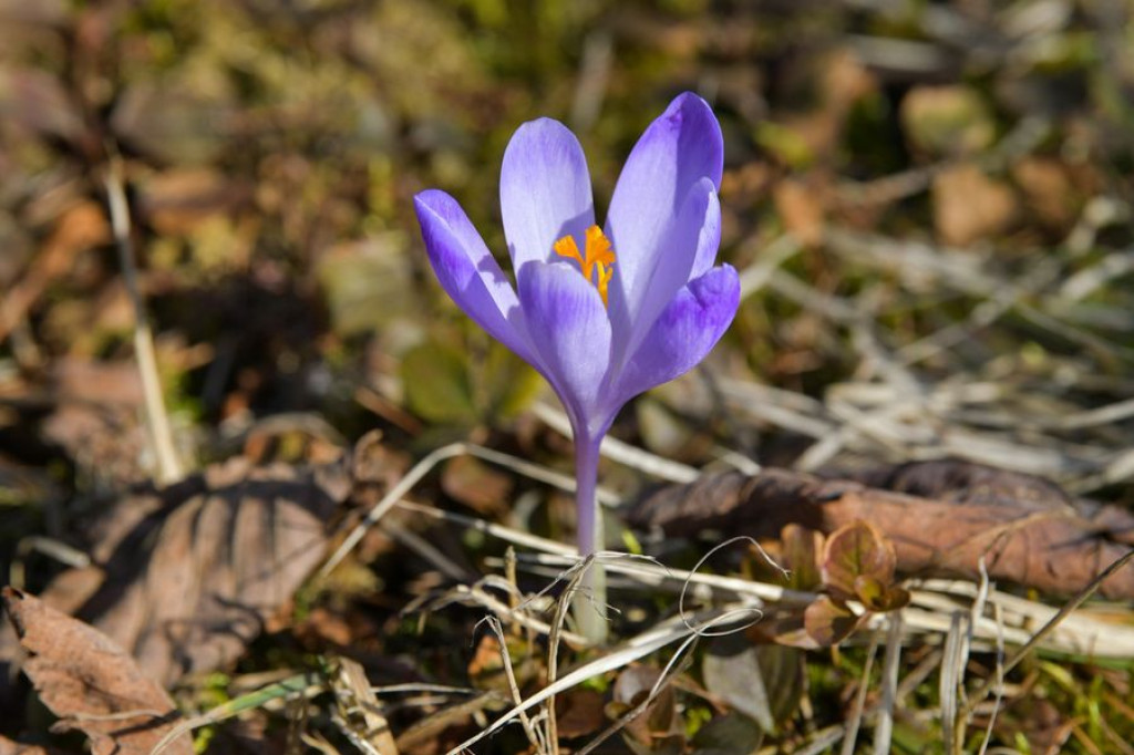 Krokusy na Harendzie