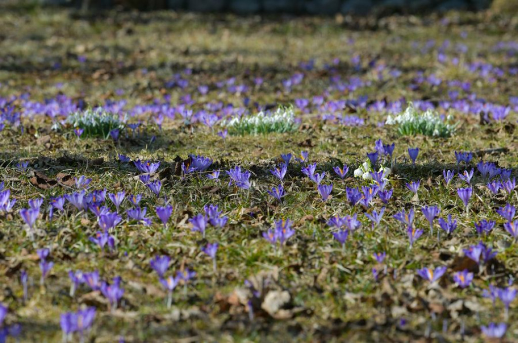Krokusy na Harendzie