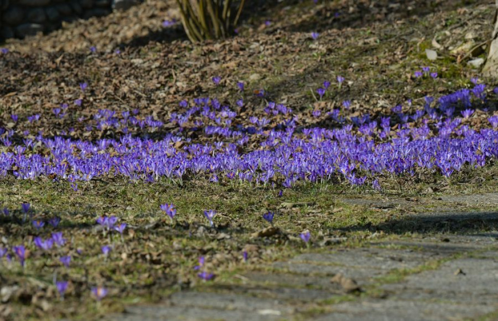 Krokusy na Harendzie