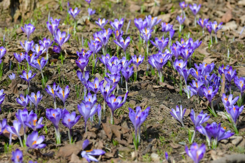 Krokusy na Harendzie