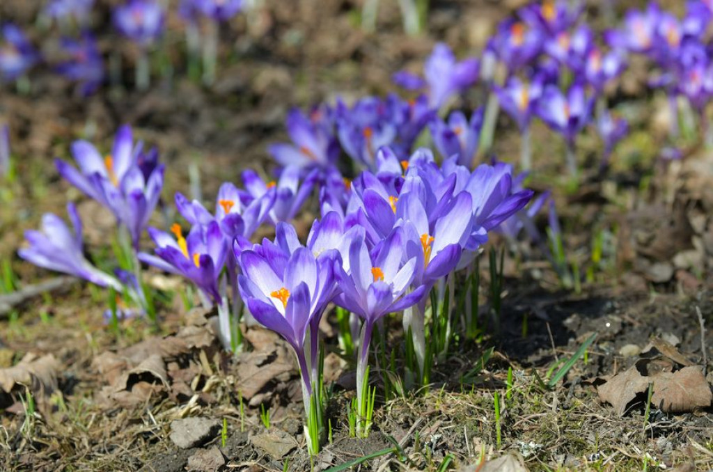 Krokusy na Harendzie
