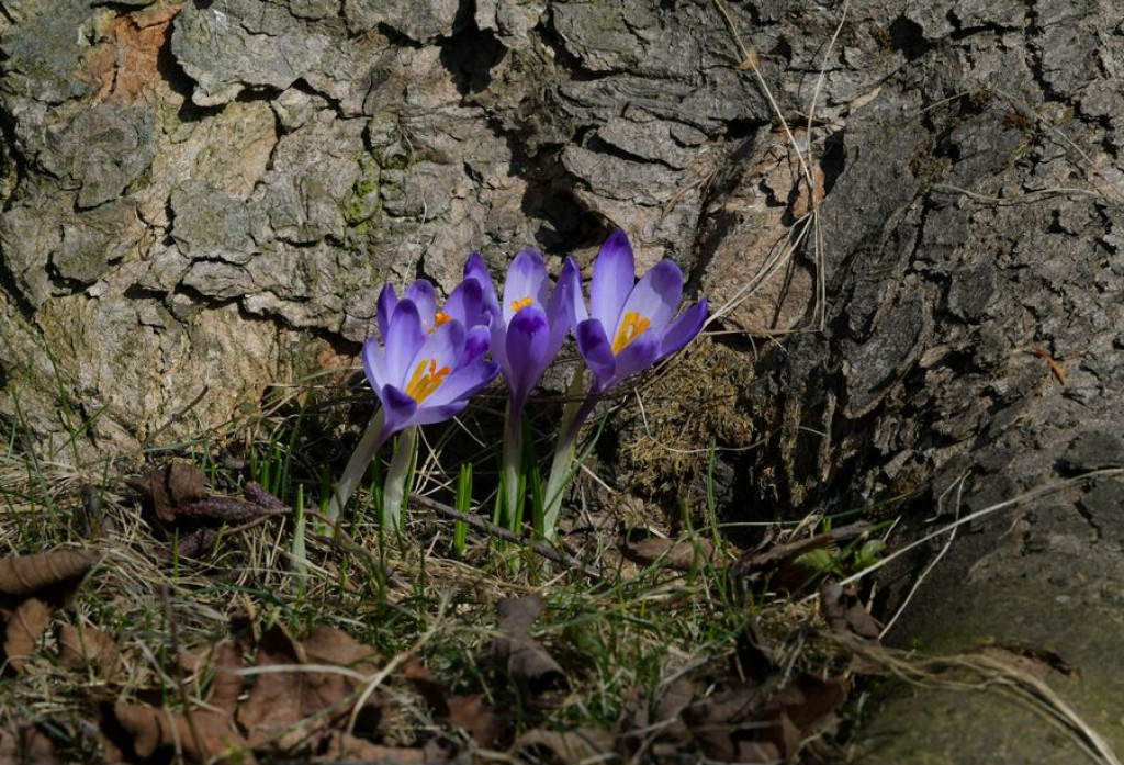 Krokusy na Harendzie