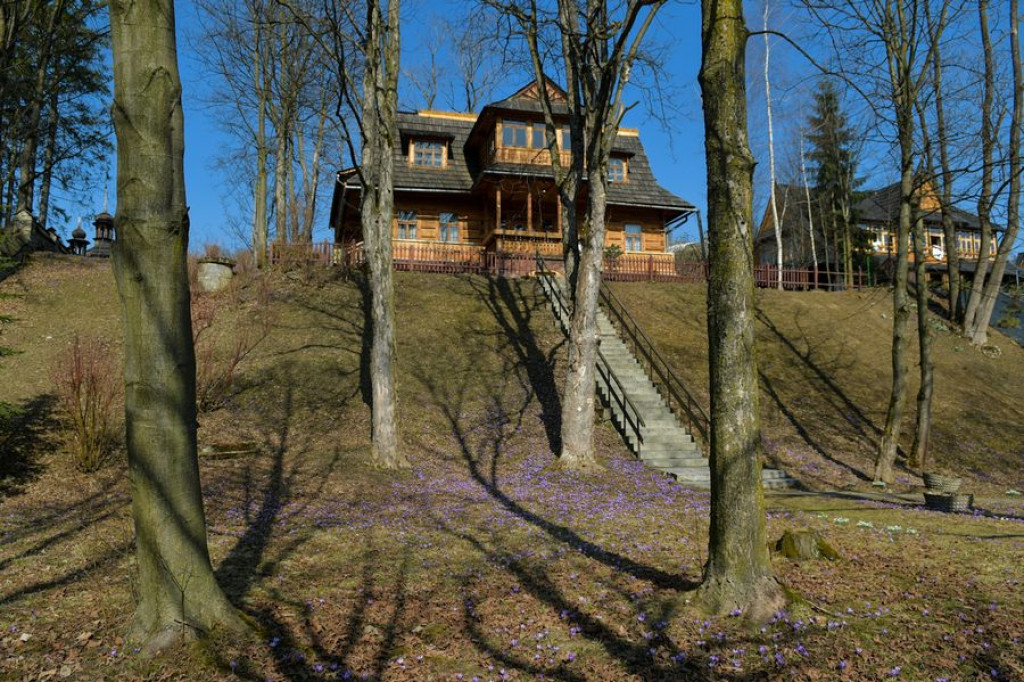 Krokusy na Harendzie