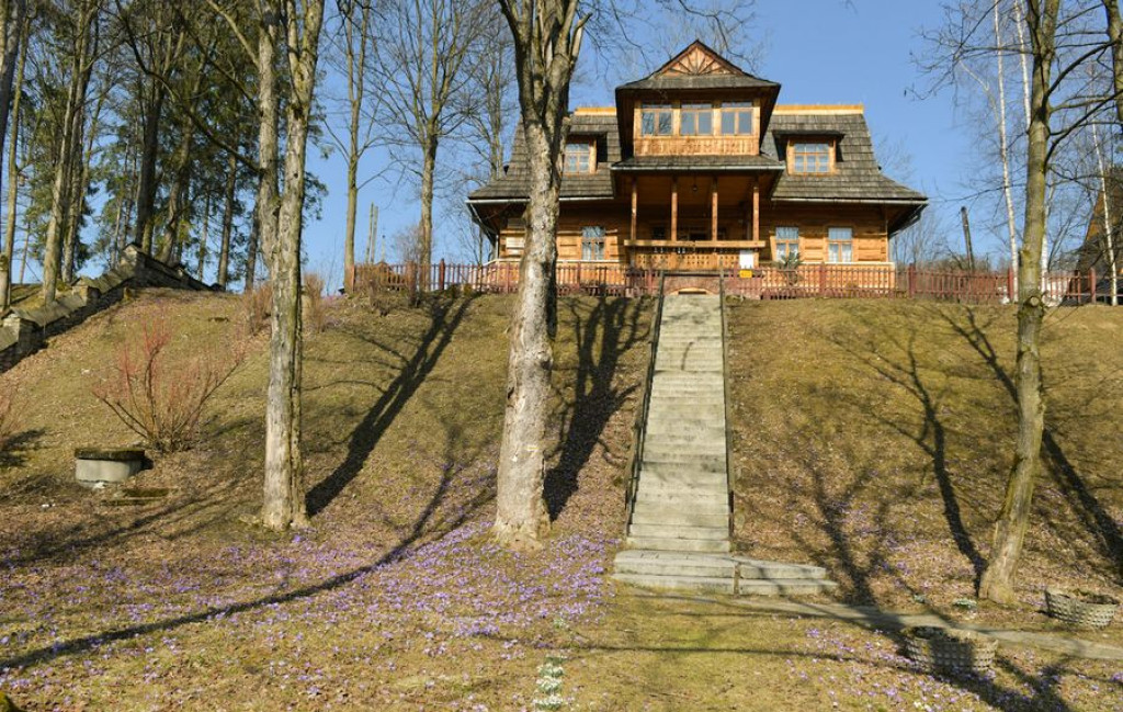 Krokusy na Harendzie