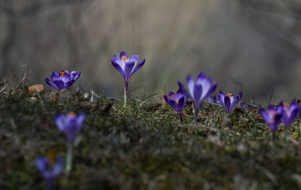 Krokusy na Harendzie
