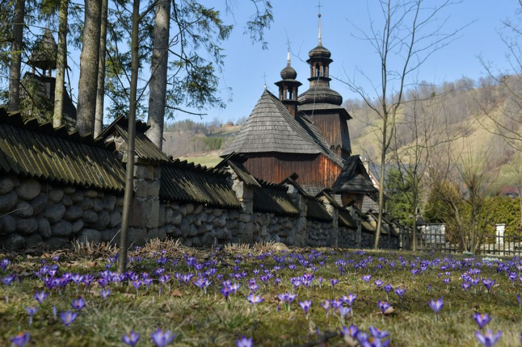 Krokusy na Harendzie
