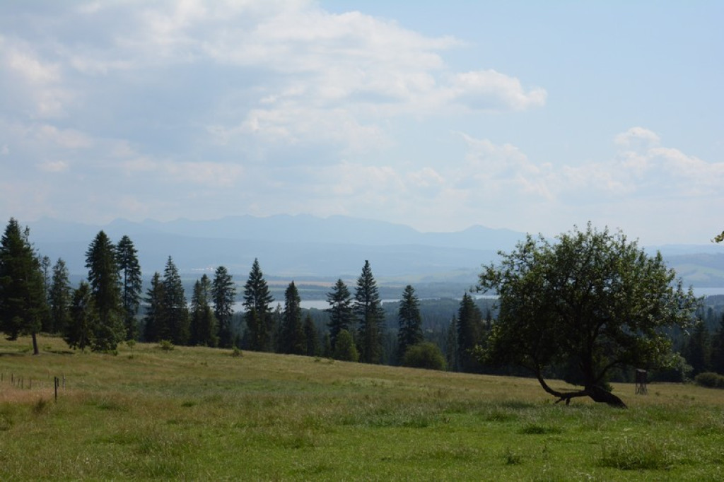 Tak rzeźbili na Marysinej Polanie