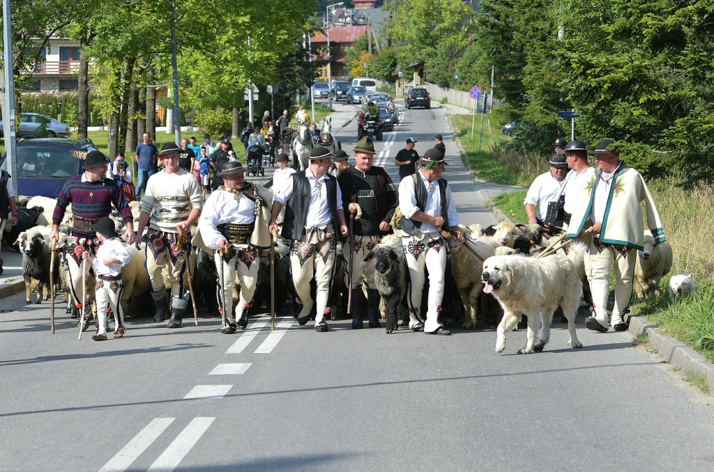 Polaniarski osod