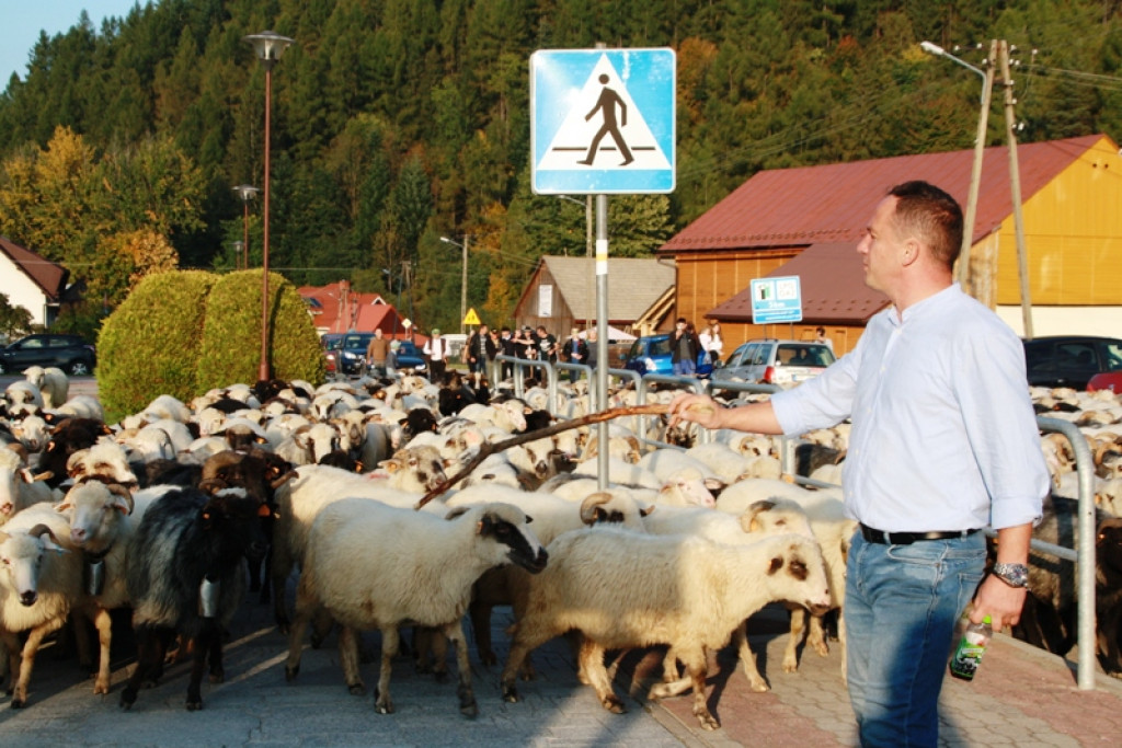 Jesienny redyk w Ochotnicy Górnej - Babieńcu