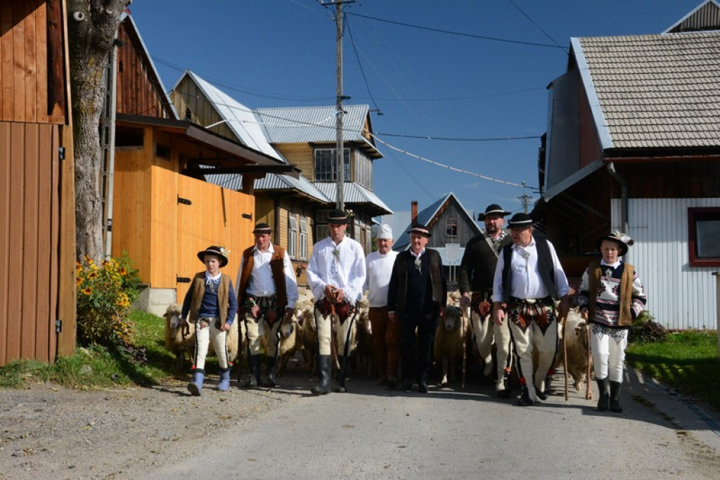 Wielki redyk Józefa Klimowskiego