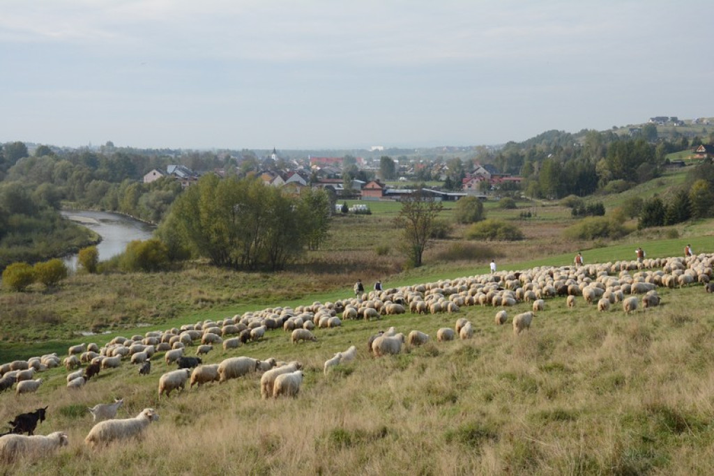 Wielki redyk Józefa Klimowskiego